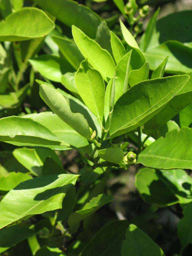              Sun leaves (Winter Haven, FL)       